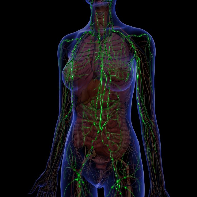 Anatomie Lymphsystem Active Life Water Beauty And More